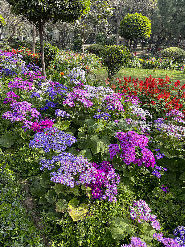 Close-up image of cultivated flower borders of bedding plants in Lodhi Gardens public park, flowerbeds with purple cineraria (Pericallis × hybrida), standard topiary trees, focus on foreground